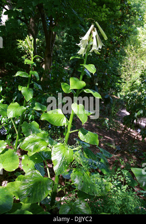 Riesige Himalayan Lily, Cardiocrinum Giganteum, Liliaceae. Waldlichtungen im Himalaya, Japan und China. Stockfoto