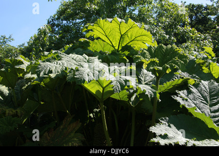 Riesen Rhabarber Gunnera Manicata, Gunneraceae. Stammt aus Südamerika, aus Kolumbien nach Brasilien. Stockfoto