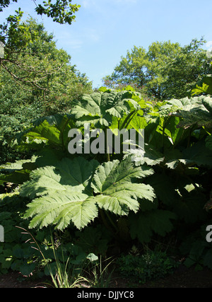 Riesen Rhabarber Gunnera Manicata, Gunneraceae. Stammt aus Südamerika, aus Kolumbien nach Brasilien. Stockfoto