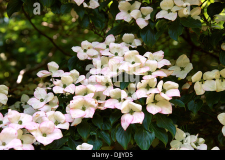 Japanischer Hartriegel, Cornus Kousa 'Miss Satomi', Cornales. Japan & Korea. Stockfoto