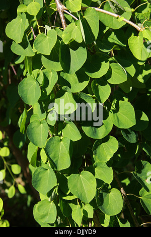 Weinend Katsura-Baum, Cercidiphyllum Japonicum F. Pendel, Cercidiphyllaceae. China und Japan. Aka Zuckerwatte Baum. Stockfoto