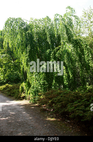 Weinend Katsura-Baum, Cercidiphyllum Japonicum F. Pendel, Cercidiphyllaceae. China und Japan. Aka Zuckerwatte Baum. Stockfoto