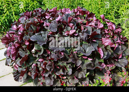 Sommer-Kreuzkraut oder Leopard Pflanze, Ligularia Dentata 'Britt Marie Crawford', Asteraceae. Stockfoto