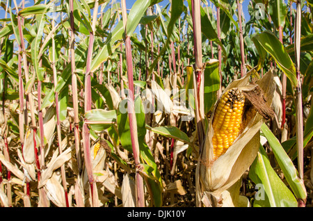 Reif Maispflanze mit Glasstrahlperlen, Zea mays Stockfoto