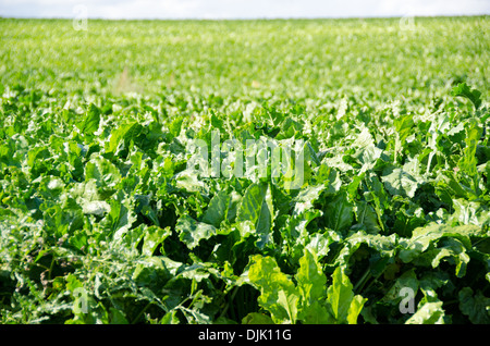 Ein Feld von Zuckerrüben Pflanzen, Beta vulgaris an einem sonnigen Tag Stockfoto