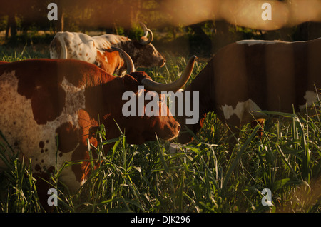 Eine Gruppe von Texas Longhorns Weiden auf einem Feld bei Sonnenuntergang. Stockfoto