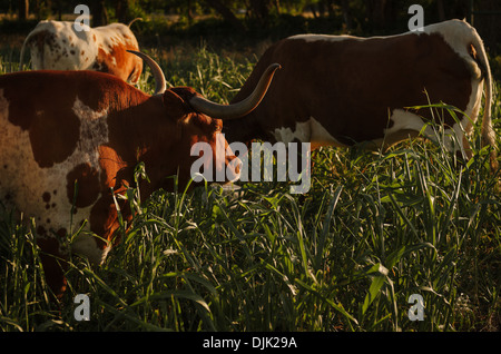 Eine Gruppe von Texas Longhorns Weiden auf einem Feld bei Sonnenuntergang. Stockfoto