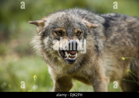 Ein Wolf mit einem Ausdruck von Aggression zu anderen Komponenten. Wolf Park, Antequera, Malaga, Andalusien, Spanien Stockfoto