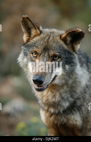 Ausdruck von Neugier und Aufmerksamkeit von einem iberischen Wolf. Wolf Park, Antequera, Malaga, Andalusien, Spanien Stockfoto