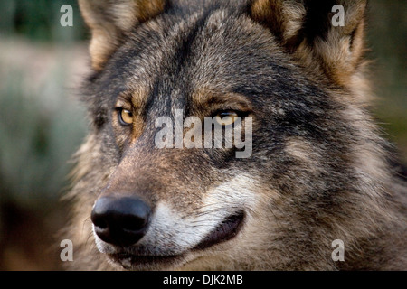 Iberischer Wolf aussehen. Wolf Park, Antequera, Malaga, Andalusien, Spanien Stockfoto