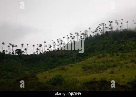 Wachs Palmen, Ceroxylon Quindiuense (Palma de Cera del Quindio, Quindio Wax Palm) in das Corcora Tal, Salento, Kolumbien Stockfoto