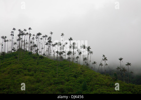 Wachs Palmen, Ceroxylon Quindiuense (Palma de Cera del Quindio, Quindio Wax Palm) in das Corcora Tal, Salento, Kolumbien Stockfoto