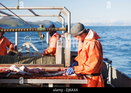 Hetze Heilbutt Longline Haken mit rosa Lachs beim Vorbereiten zum kommerziellen Fisch für Heilbutt In Ikatan Bay, in der Nähe von falschen Pass Stockfoto