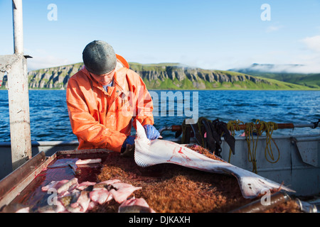 Ausnehmen Heilbutt beim kommerziellen Longline Fischen in der Nähe von Cold Bay, Südwest-Alaska, Sommer. Stockfoto