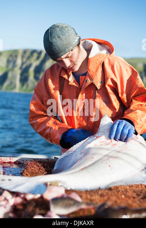 Ausnehmen Heilbutt beim kommerziellen Longline Fischen in der Nähe von Cold Bay, Südwest-Alaska, Sommer. Stockfoto