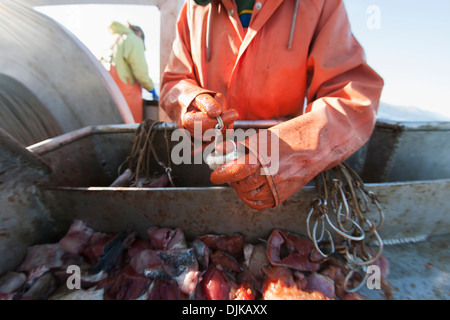 Hetze Heilbutt Longline Haken mit rosa Lachs beim Vorbereiten zum kommerziellen Fisch für Heilbutt In Ikatan Bay, in der Nähe von falschen Pass Stockfoto