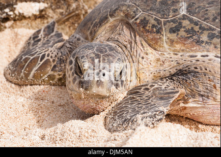 weibliche grünen Meeresschildkröten an Land Ruhe am Strand gelegt Eizellen unter dem Sand hautnah. Huon Insel Neukaledonien Stockfoto