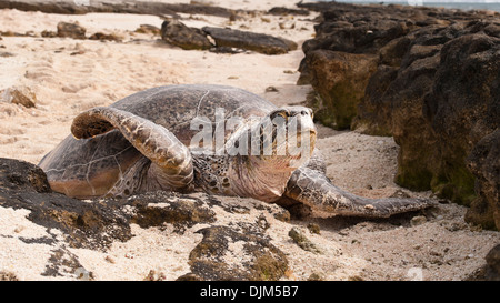 Comic-Pose aus einer weiblichen grünen Schildkröte an Land gelegt Eizellen unter Strand, Ebbe warten. Huon Insel Neukaledonien Stockfoto