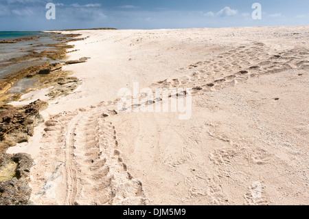 Schildkröte-Spuren, wo eine weibliche grüne Schildkröte gekommen ist, an Land, um ihre Eier auf Huon Insel (Ile Huon), Huon-Atoll, Neu-Kaledonien Stockfoto