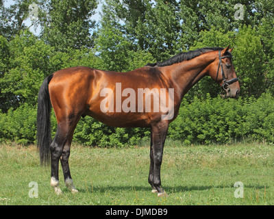 Holsteiner Pferd, Bucht Wallach, Portrait mit Trense im grünen Blatt Hintergrund Stockfoto