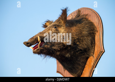 Blick auf einen ausgestopften Wildschwein Kopf auf einen Pfahl (Taxidermie). Stockfoto
