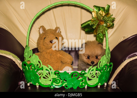 Weihnachten Teddy Bear und kleine flauschige Pomeranian Welpen im Korb Stockfoto