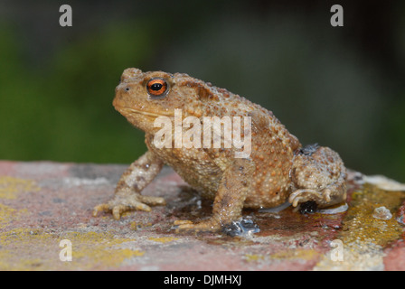 Kröte gemeinsame Kröte Bufo Bufo eines wirklichen Freunde der Gärtner isst Schnecken Insekten Larven etc. Hibernates von Oktober bis Februar bedroht durch Einsatz von Chemikalien im Garten und jetzt weniger häufig gesehen. Sitzen in einem Pool von Kröte Schleim die giftig ist. Stockfoto