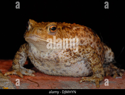 Kröte gemeinsame Kröte Bufo Bufo eines wirklichen Freunde der Gärtner isst Schnecken Insekten Larven etc. Hibernates von Oktober bis Februar bedroht durch Einsatz von Chemikalien im Garten und jetzt weniger häufig gesehen Stockfoto