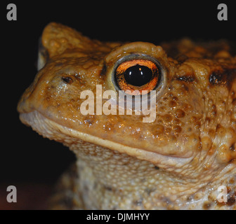 Kröte gemeinsame Kröte Bufo Bufo eines wirklichen Freunde der Gärtner isst Schnecken Insekten Larven etc. Hibernates von Oktober bis Februar bedroht durch Einsatz von Chemikalien im Garten und jetzt weniger häufig gesehen Stockfoto