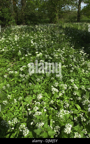 Bärlauch (Allium Ursinum) wächst im Wald. Allium Ursinum-Bärlauch, Stoffen, Bärlauch, breitblättrigen Knoblauch, Holz Knoblauch, Bär-Lauch oder Bärlauch genannt Stockfoto