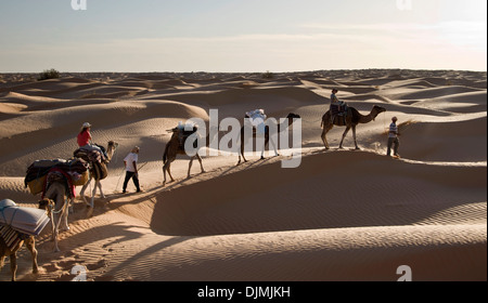 Kamelkarawane in den Sanddünen der große Erg Oriental der Wüste der Sahara - Tunesien Stockfoto