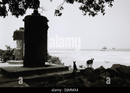 Reisen Fotografie - Hunde aus Blick auf das Meer in Fort Kochi Cochin in Kerala in Indien in Südasien. Landschaft Silhouette