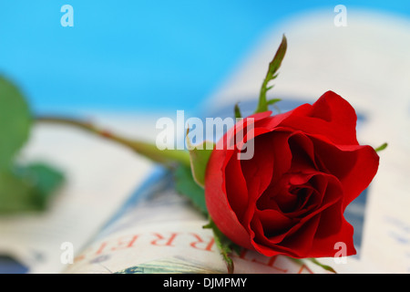 Rote Rose auf offenes Buch auf blauem Hintergrund Stockfoto