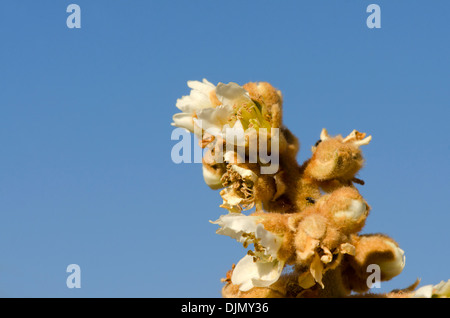 Detail einer blühenden Loquat, Eriobotrya Japonica. Andalusien, Spanien. Stockfoto