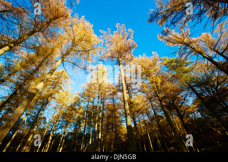 Herbstliche Bäume, Lake District UK Stockfoto