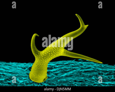 Scanning Electron Schliffbild der Trichome: ein Blatt Haar der Ackerschmalwand, eine einzigartige Struktur, die aus einer einzigen Zelle besteht. Stockfoto