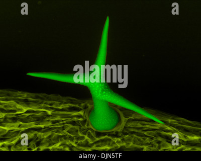 Scanning Electron Schliffbild der Trichome: ein Blatt Haar der Ackerschmalwand, eine einzigartige Struktur, die aus einer einzigen Zelle besteht. Stockfoto