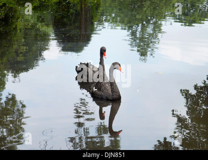 Zwei schwarze Schwäne schwimmen auf dem Teich Stockfoto