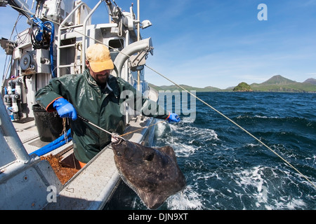 Gaffing Heilbutt, kommerziellen Langleinen Fischerei, Südwest-Alaska, Sommer an Bord zu bringen. Stockfoto