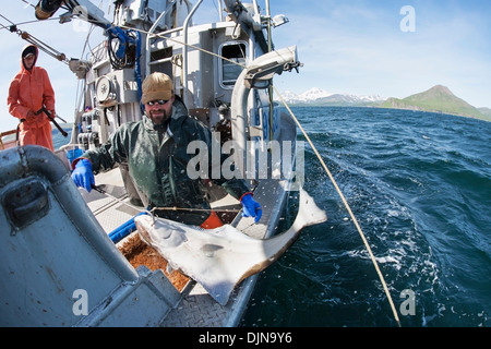 Gaffing Heilbutt, kommerziellen Langleinen Fischerei, Südwest-Alaska, Sommer an Bord zu bringen. Stockfoto