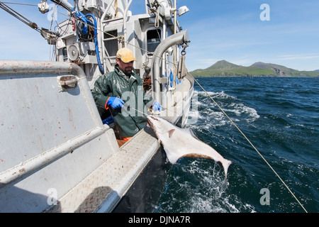 Gaffing Heilbutt, kommerziellen Langleinen Fischerei, Südwest-Alaska, Sommer an Bord zu bringen. Stockfoto