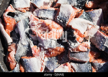 Hetze Heilbutt Longline Haken mit rosa Lachs beim Vorbereiten zum kommerziellen Fisch für Heilbutt in der Nähe von falschen Pass Stockfoto