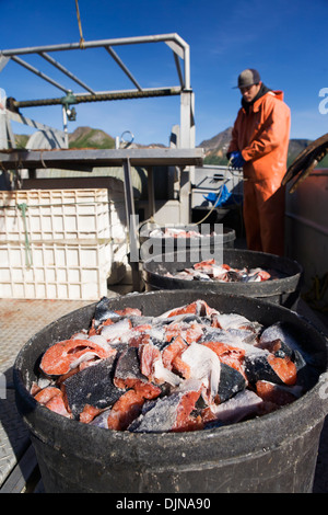 Hetze Heilbutt Longline Haken mit rosa Lachs beim Vorbereiten zum kommerziellen Fisch für Heilbutt in der Nähe von falschen Pass Stockfoto