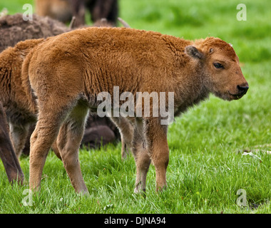 American Buffalo oder Bison Kalb (Bison Bison) Stockfoto