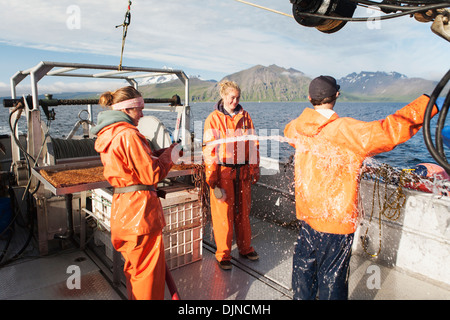 Aufräumarbeiten nach einem Tag voller kommerzieller Heilbutt Langleinenfischerei In Südwest-Alaska, Sommer. Stockfoto