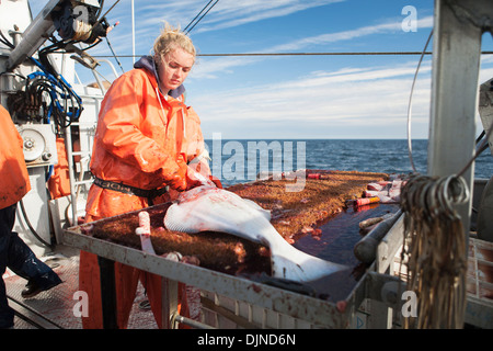 Junge Frau ausnehmen Heilbutt beim kommerziellen Longline Fischen in der Nähe von False Pass im Morzhovoi Bay, Südwest-Alaska, Sommer. Stockfoto