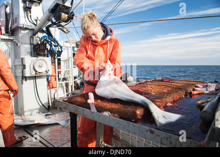 Junge Frau ausnehmen Heilbutt beim kommerziellen Longline Fischen in der Nähe von False Pass im Morzhovoi Bay, Südwest-Alaska, Sommer. Stockfoto