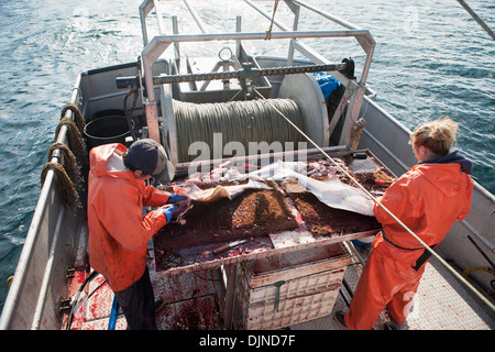 Ausnehmen Heilbutt beim kommerziellen Longline Fischen in der Nähe von False Pass im Morzhovoi Bay, Südwest-Alaska, Sommer. Stockfoto