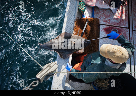 Gaffing Heilbutt, kommerziellen Langleinen Fischerei, Südwest-Alaska, Sommer an Bord zu bringen. Stockfoto