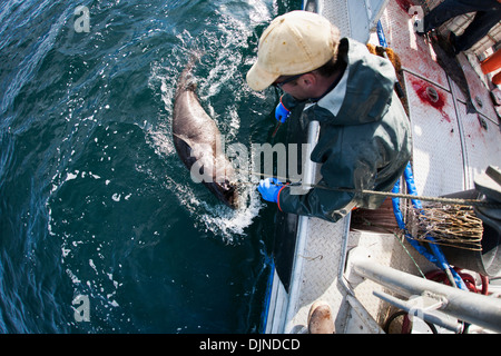 Gaffing Heilbutt, kommerziellen Langleinen Fischerei, Südwest-Alaska, Sommer an Bord zu bringen. Stockfoto